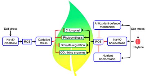 Functions Of Ethylene In The Regulation Of Photosynthesis Under