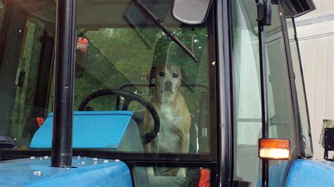 Ciao Cesare Cane Del Comune Abbandonato Poi Adottato Da Un Intera