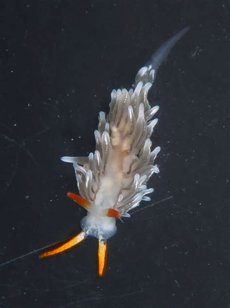 Nudibranch Tumblr Gallery