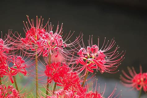 Amazon Pcs Heirloom Red Spider Lily Bulbs Lycoris Radiata Bulbs