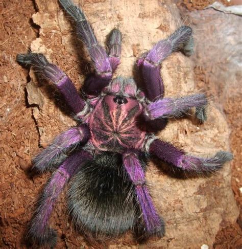 Pink Bloom Tarantula