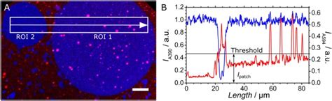 Membrane Tension Increases Fusion Efficiency Of Model Membranes In The