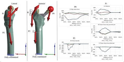 Illustration Showing The Loading Profiles Femur Based System And