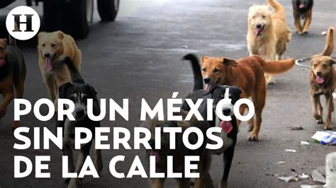 C Mo Solucionar El Problema De Perros Callejeros En M Xico Holanda Lo