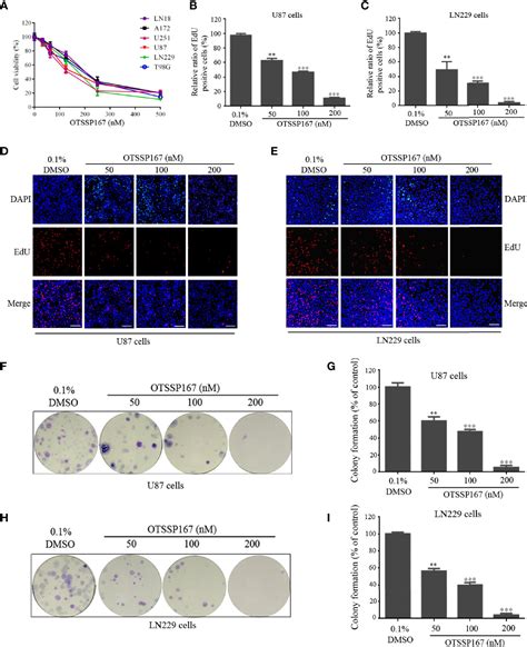 Frontiers Corrigendum Melk Inhibition Effectively Suppresses Growth