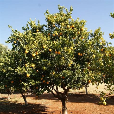 African Marula Tree Seeds sclerocarya Birrea Packet of 2 - Etsy