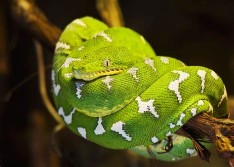 6 Pics Emerald Tree Boa Facts For Kids And View Alqu Blog