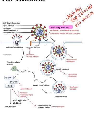 Lecture Vaccine Immunology Flashcards Quizlet