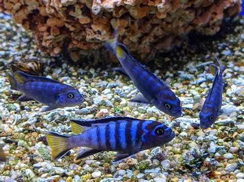 Elongatus Mpanga Cichlid 3 5cm Sweet Knowle Aquatics Online Shop