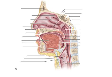 AP II Lab Exam 2 Mouth Nasal Cavity Diagram Quizlet