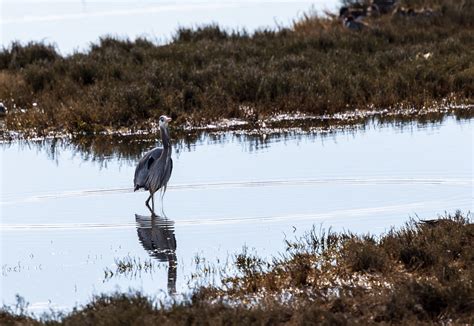 Boundary Bay Adventures Bruce Havery Flickr