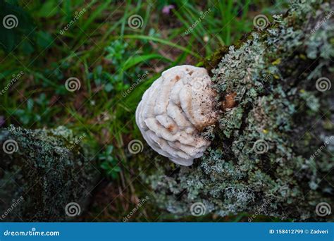 White Mushrooms Growing On A Tree In A Group Stock Image Image Of Moss Food 158412799