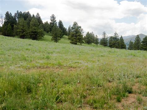 Meadow With Trees Montana Rattlesnake Creek Ranch Fay Ranches