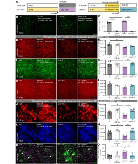 Elimination Of Microglia With 1200 Ppm Of PLX5622 Restored Synaptic And