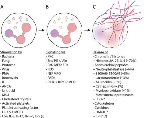 Neutrophil Extracellular Traps In Dermatology Caught In The NET