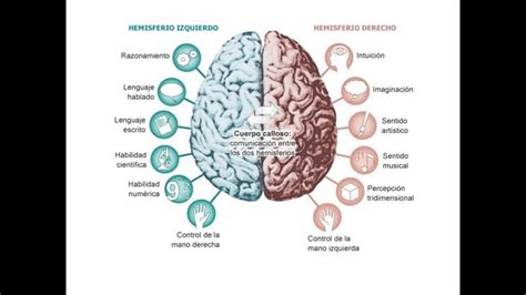 Hemisferios Cerebrales Y Sus Funciones