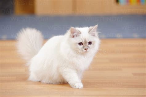 Sacred Cat Of Birma Lilac Tabby Point Sitting On Wooden Floor Stock Photo