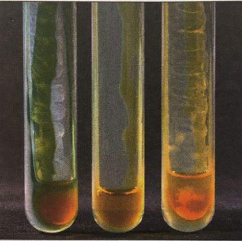 Microbiology Labs Flashcards Quizlet