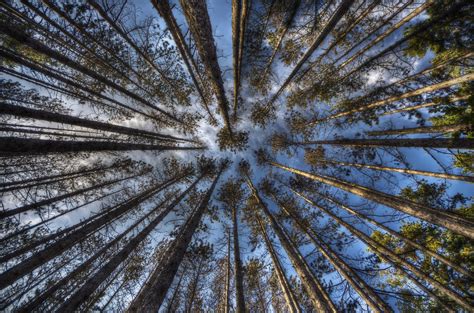 Fondos de pantalla árbol naturaleza cielo Planta leñosa bosque