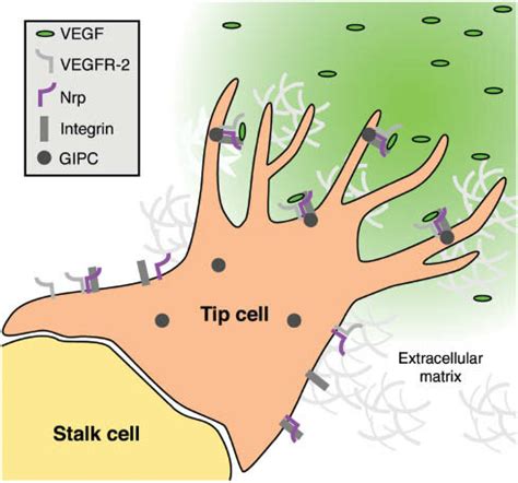 Nrp Critically Modulates Endothelial Tip Cell Function Nrp Is Highly