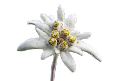 Edelweiss Png Transparent Images