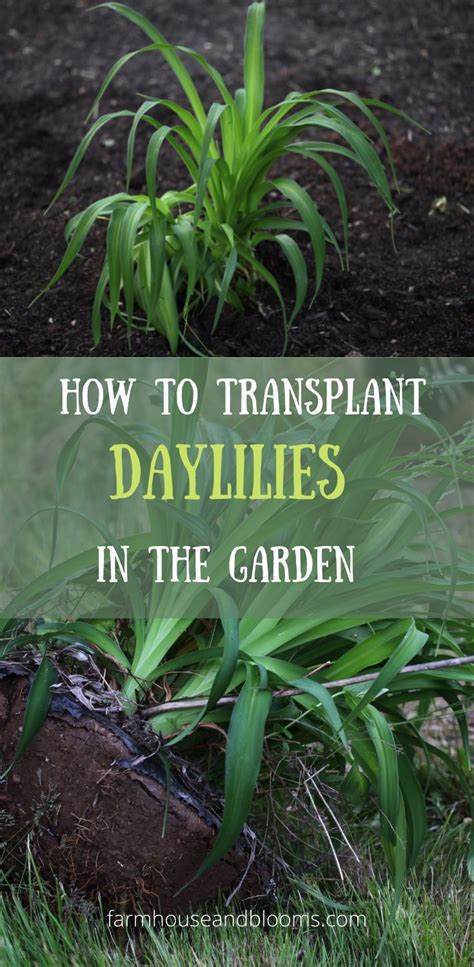 HOW TO TRANSPLANT DAYLILIES IN THE GARDEN Daylilies Day Lilies Garden