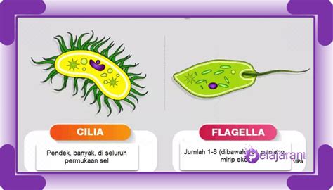 Silia Dan Flagela Pengertian Struktur Fungsi Jenis Dan