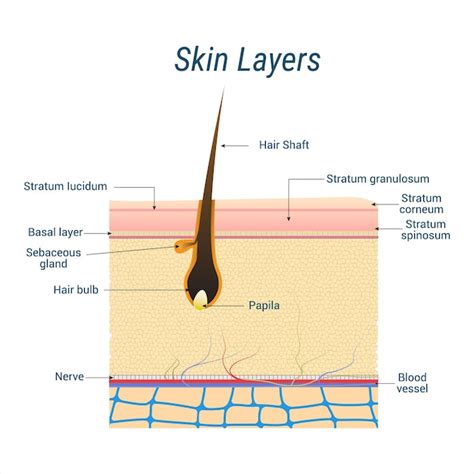 Human Skin Cell Diagram Labeled