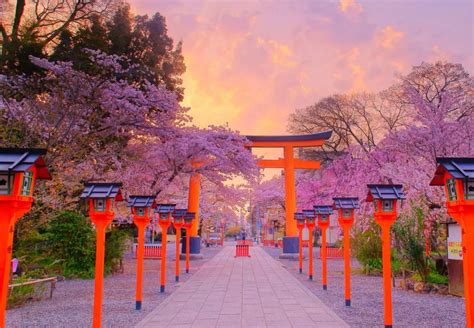 Cherry Blossoms and Beyond in Kyoto - Blacan.com