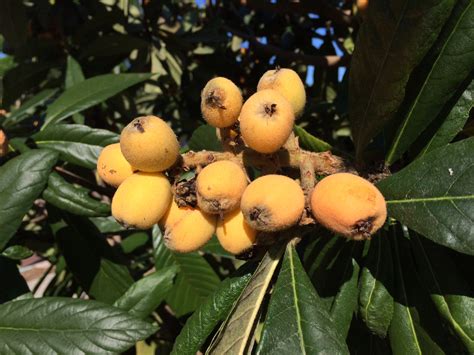 Loquat Recipes - Miss Smarty Plants