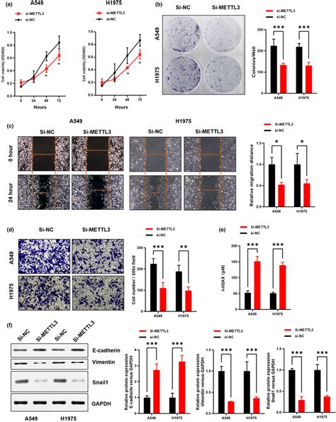 Mettl Knockdown Inhibits The Cell Proliferation Migration And