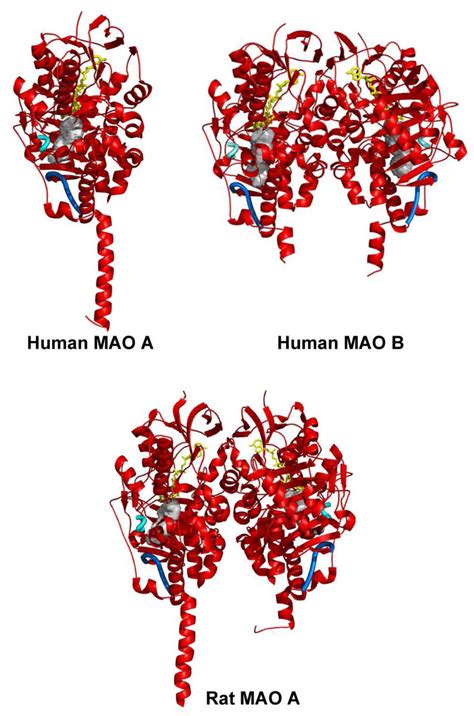 Ribbon Diagram Showing The Three Dimensional Structures Of Human Mao A