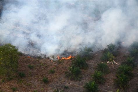 Kebakaran Landa 30 Hektare Kebun Di Pasaman Barat Republika Online