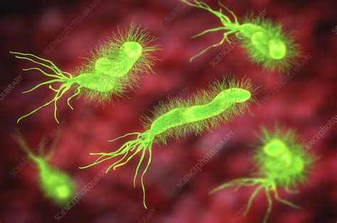 Helicobacter Pylori Bacterium Illustration Stock Image F033 0105