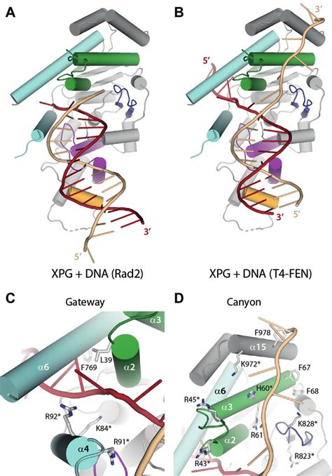 Model Of Xpg In The Activated State A Model Of Activated Xpg Using