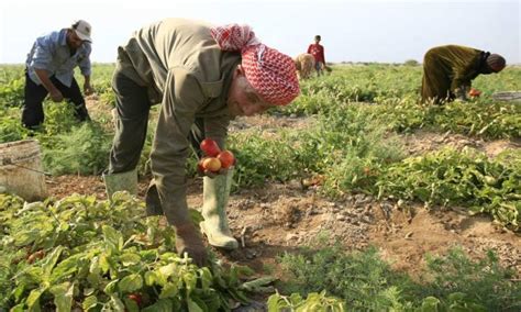 الحكومة تصدر بيانا بشأن الأسمدة والمحاصيل الشتوية مبتدا