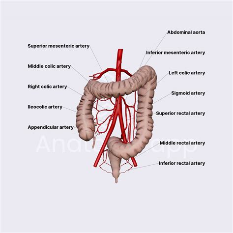 Arterial Blood Supply Of Large Intestine Media Library Anatomy App