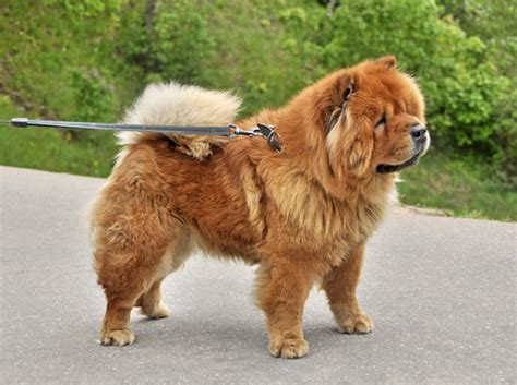 Chow Chow Bites The New Jersey Dog Bite Lawyer