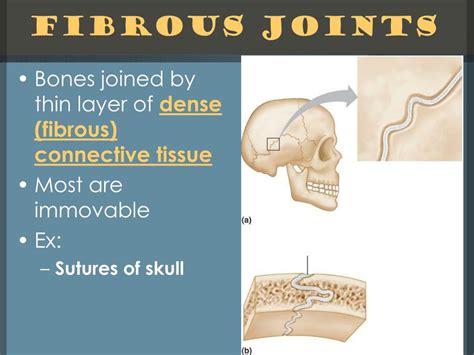 PPT - Joints PowerPoint Presentation, free download - ID:1777239