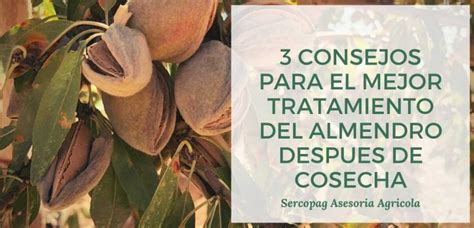 Consejos Para El Mejor Tratamiento Del Almendro Despu S De Cosecha