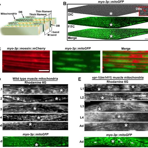 Non Cell Autonomous Vpr 1 Action On Body Wall Muscle Mitochondria A