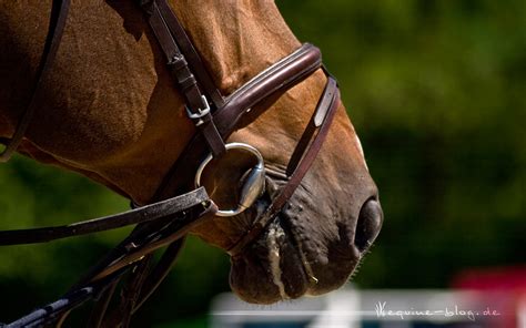 🔥 Free Download Wallpaper Equine Blog Horses Riding Lifestyle 1280x800