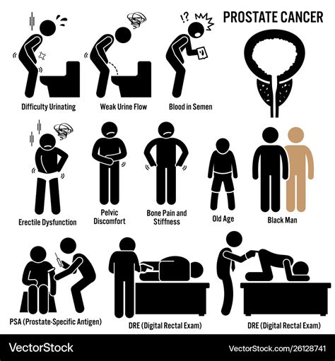 Prostate cancer symptoms causes risk factors Vector Image