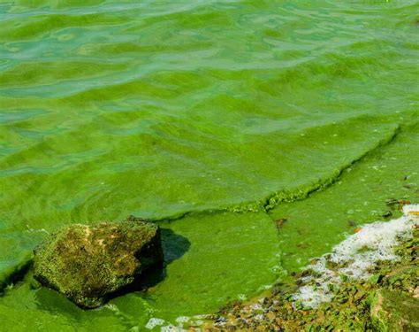 What is Cyanobacteria Blooms? - Pond Cleaning & Maintenance