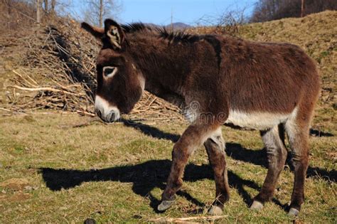 165 Dancing Donkey Stock Photos Free And Royalty Free Stock Photos From