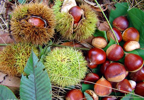 Chestnut Types | Misbell