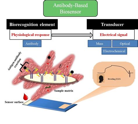 A Schematic Representation Of An Antibody Based Biosensor The Specific