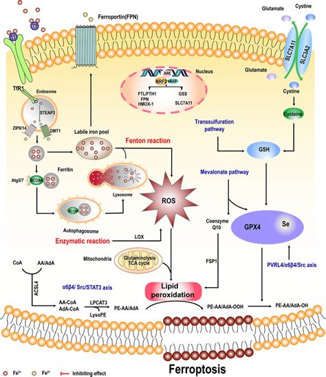 Regulation Of The Ferroptosis Pathway The Primary Metabolisms Of