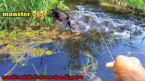 Terbukti Nyata Inilah Spot Mancing Yang Dipenuhi Ribuan Ikan Gabus