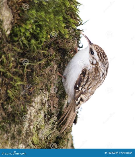 Eurasian Treecreeper Certhia Familiaris Stock Photo Image Of